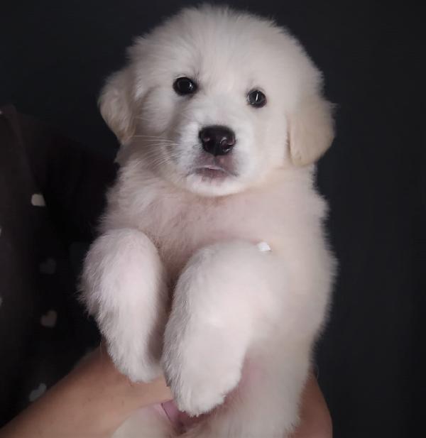 Yoghi, Adorabile Cucciola Di Pastore Maremmano